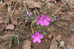 Phlox nana