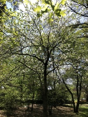 Cornus florida
