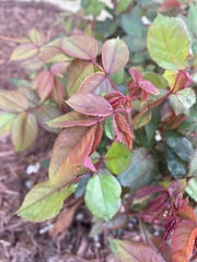 Rosa