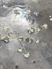 Ranunculus gmelinii