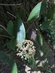 Viburnum