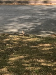 Turdus migratorius