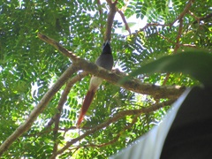 Terpsiphone viridis granti