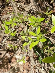 Pterygota