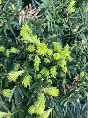 Tracheophyta