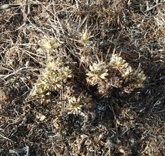 Schivereckia podolica