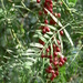 Peruvian Pepper Tree - Photo (c) Squeezeweasel, some rights reserved (CC BY-SA)