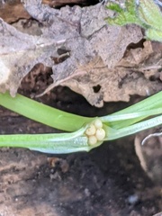 Ficaria verna bulbilifera