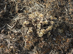 Schivereckia podolica