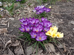 Crocus