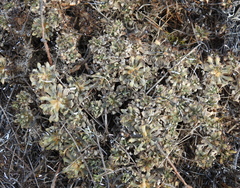 Schivereckia podolica