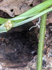 Ficaria verna bulbilifera