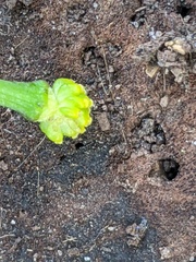 Ficaria verna bulbilifera