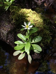 Sabatia calycina