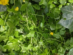 Ficaria verna bulbilifera