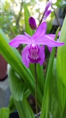 Bletilla