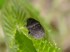 Acantholomidea porosa