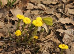 Tussilago farfara