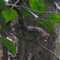 Epinecrophylla leucophthalma