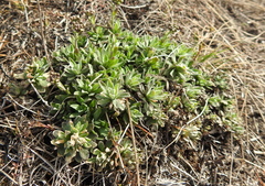 Schivereckia podolica