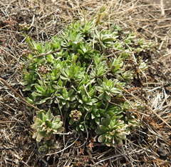 Schivereckia podolica