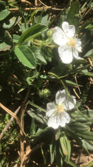 Potentilla montana