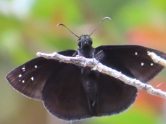 Ephyriades brunnea