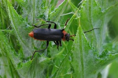 Cantharis reichei