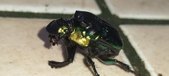 Diabroctis mimas