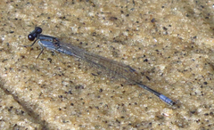 Enallagma cardenium
