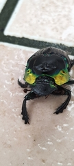 Diabroctis mimas
