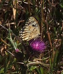 Melanargia titea