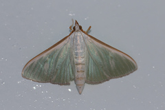 Stemorrhages oceanitis