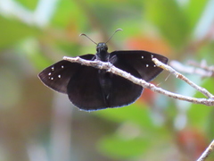 Ephyriades brunnea