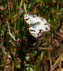 Melanargia titea