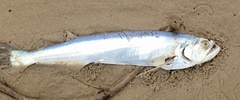 Rhaphiodon vulpinus