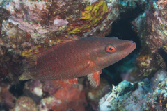 Oxycheilinus orientalis