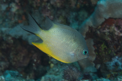 Amblyglyphidodon orbicularis