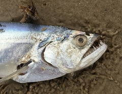 Rhaphiodon vulpinus