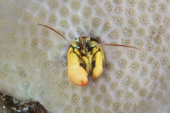 Paguritta corallicola