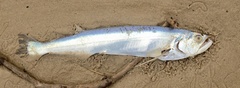 Rhaphiodon vulpinus