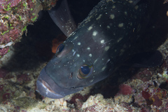 Epinephelus coeruleopunctatus