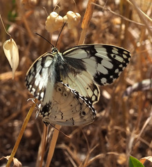 Melanargia titea