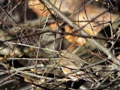 Turdus iliacus
