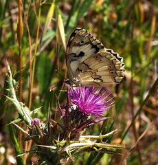 Melanargia titea