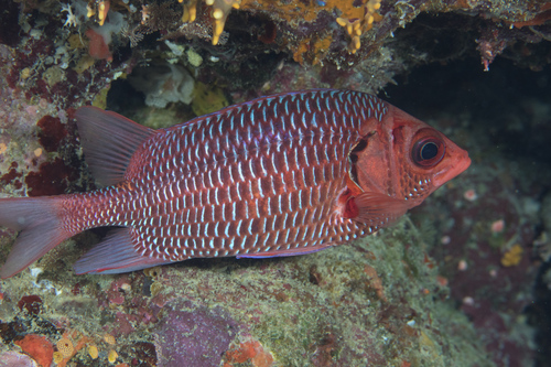 Redface squirrelfish (Sargocentron violaceum) — Holocentridae — 4