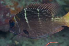 Monotaxis heterodon
