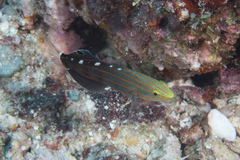 Koumansetta rainfordi