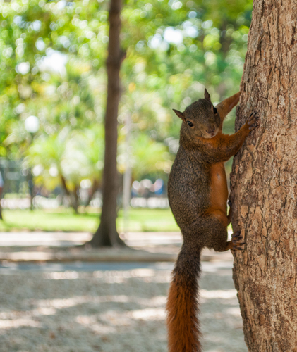 Red-tailed Squirrel