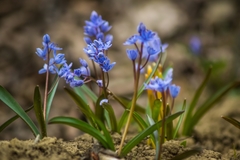 Scilla kladnii